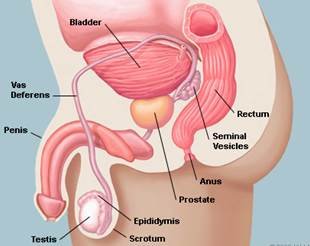 prostategland2.jpg